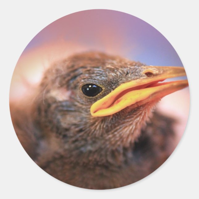 Baby Bird Runder Aufkleber (Vorderseite)