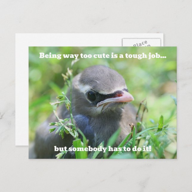 Baby Bird Too Cute Humorous  Postkarte