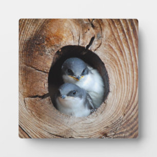 Baby Birds Fotoplatte