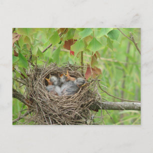 Baby Birds  Postkarte