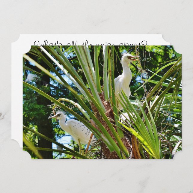 Baby Birrds Einladung (Vorne/Hinten)