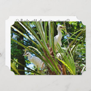 Baby Birrds Einladung