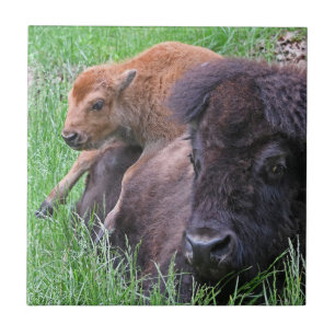 Baby Bison Calf Playin auf der Rückseite der Mama Fliese