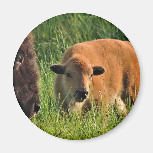 Baby Bison Magnet (Vorne)