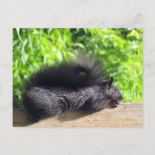 Baby Black Eichhörnchen Sonnenbaden auf Balcony Ra Postkarte