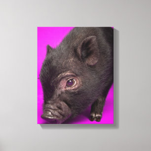Baby Black Pig Leinwanddruck