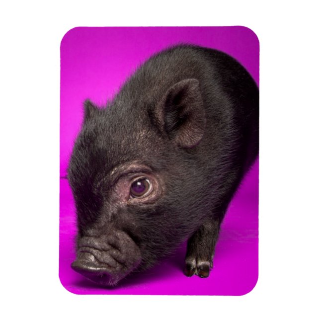 Baby Black Pig Magnet (Vertikal)