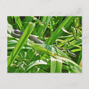 Baby Black Rat Snake - Elaphe obsoleta obsoleta Postkarte