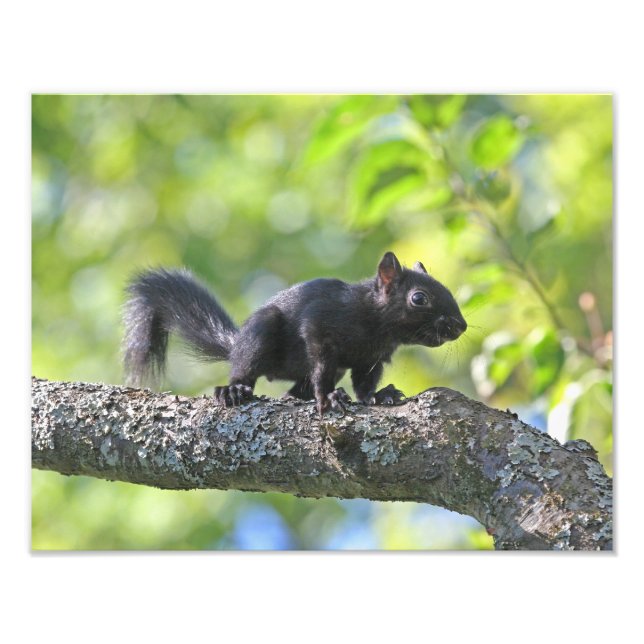 Baby Black Squirrel Fotodruck (Vorne)