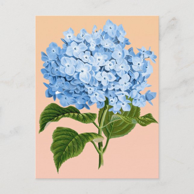 Baby Blue Hydrangea Postcard Postkarte (Vorderseite)