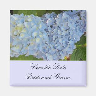 Baby Blue Hydrangeas Magnet