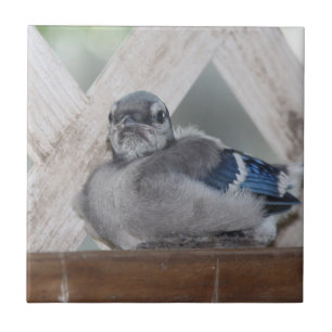 Baby Blue Jay Keramik Tile Fliese