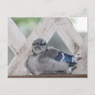 Baby Blue Jay Postkarte