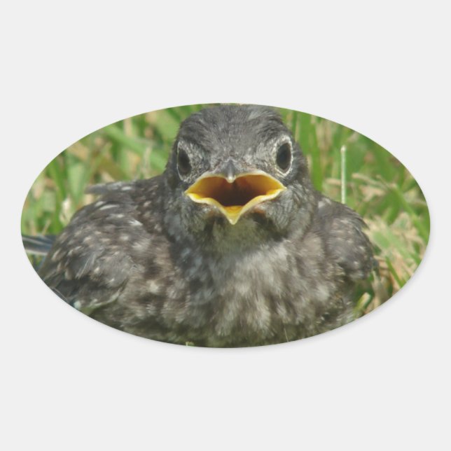 Baby Bluebird Ovaler Aufkleber (Vorderseite)