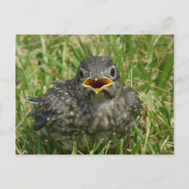 Baby Bluebird Postkarte (Vorderseite)