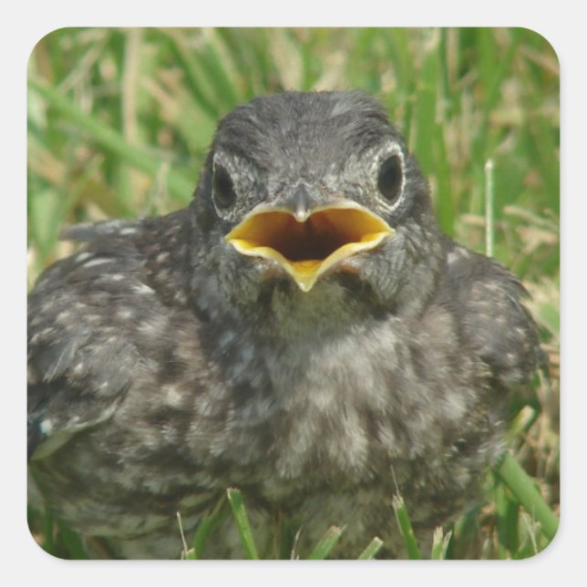 Baby Bluebird Quadratischer Aufkleber (Vorderseite)