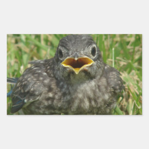 Baby Bluebird Rechteckiger Aufkleber