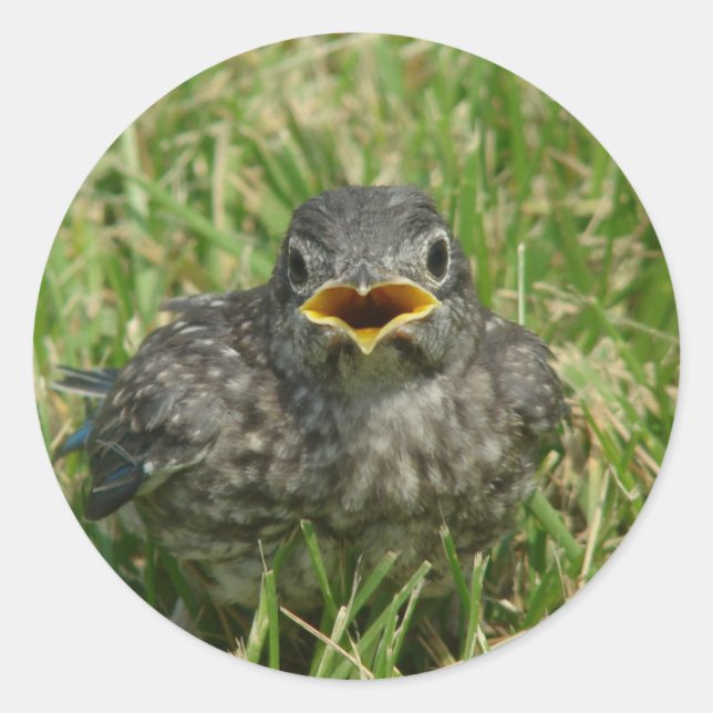 Baby Bluebird Runder Aufkleber (Vorderseite)