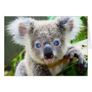 "Baby-Blues-" Koala