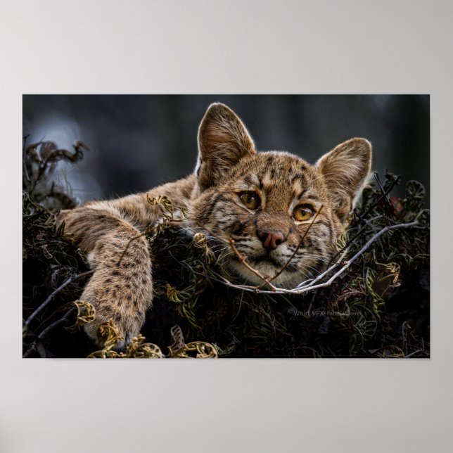 Baby Bobcat Lying in Tree Poster (Vorne)