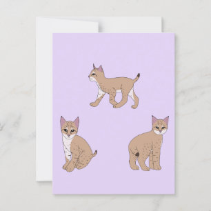 Baby Bobcats Postkarte