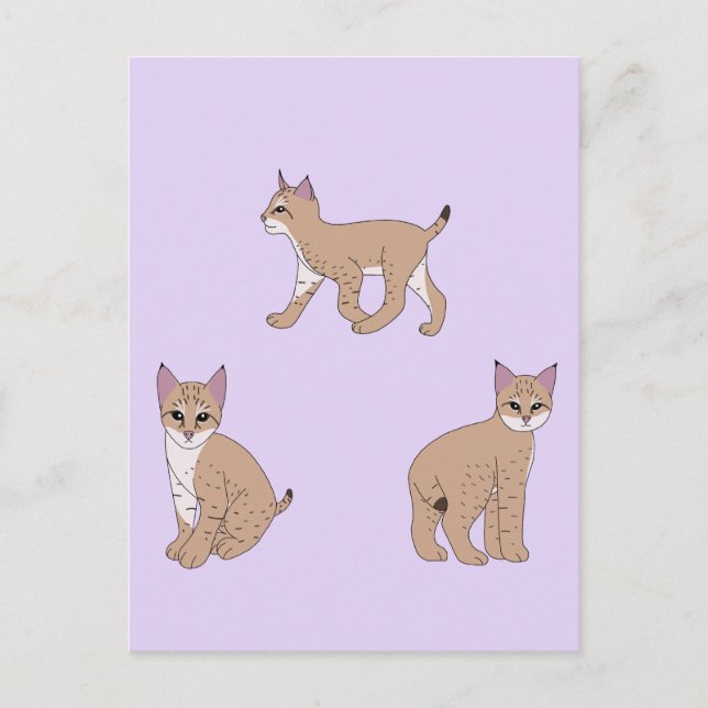 Baby Bobcats Postkarte (Vorderseite)