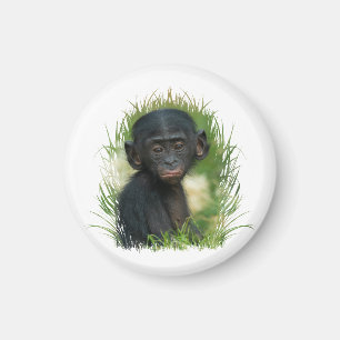 Baby Bonobo Ape Magnet