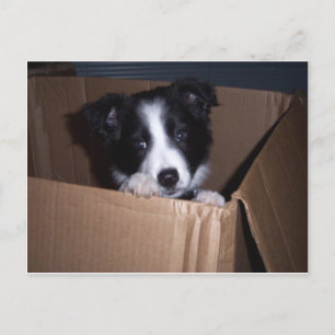 Baby Border Collie Postkarte