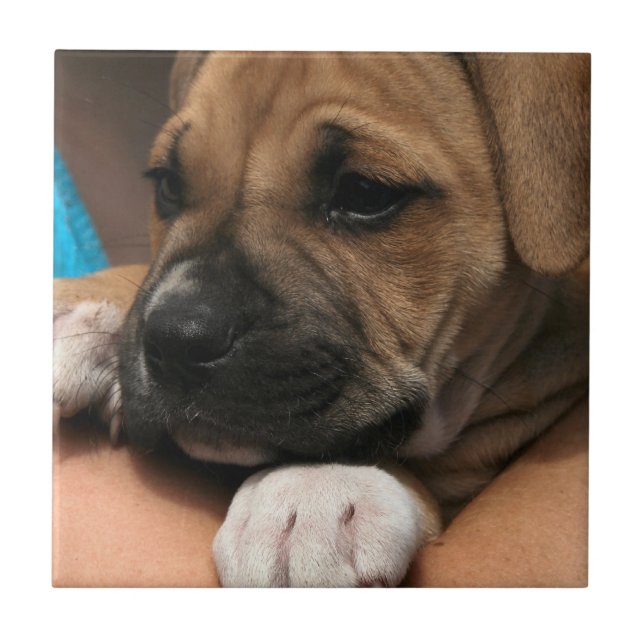 Baby-Boxer-Fliese Fliese (Vorderseite)