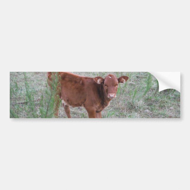 Baby Brown Cow. Autoaufkleber (Vorne)