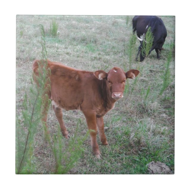 Baby Brown Cow. Fliese (Vorderseite)