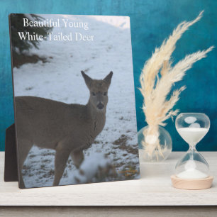 Baby Buck Weißschwanz Hirschschschnee EASEL Fotoplatte