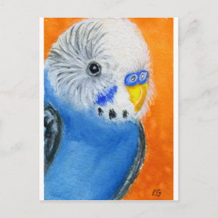 Baby Budgie Postkarte