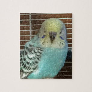 Baby budgie puzzle