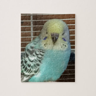 Baby budgie puzzle