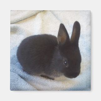 Baby Bun Magnet - Little Magoo