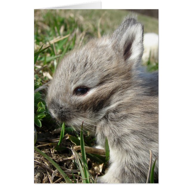 Baby Bunny (Vorne)