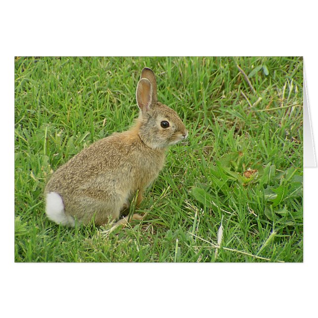 Baby Bunny auf Rasen (Vorderseite (Horizontal))