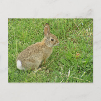Baby Bunny auf Rasen Postkarte