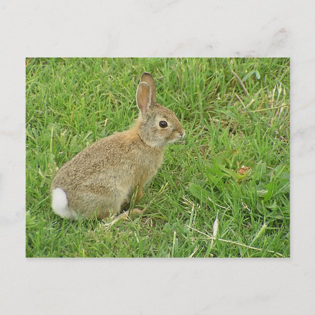 Baby Bunny auf Rasen Postkarte (Vorderseite)