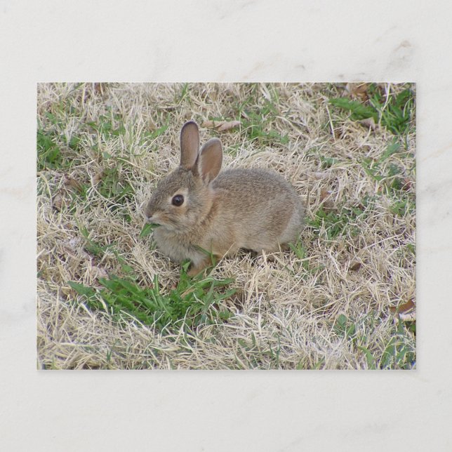 Baby Bunny Chewing Postkarte (Vorderseite)