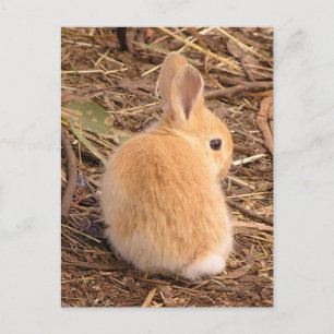 Baby Bunny Postkarte
