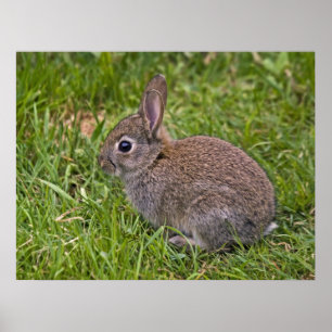 Baby Bunny Print Poster