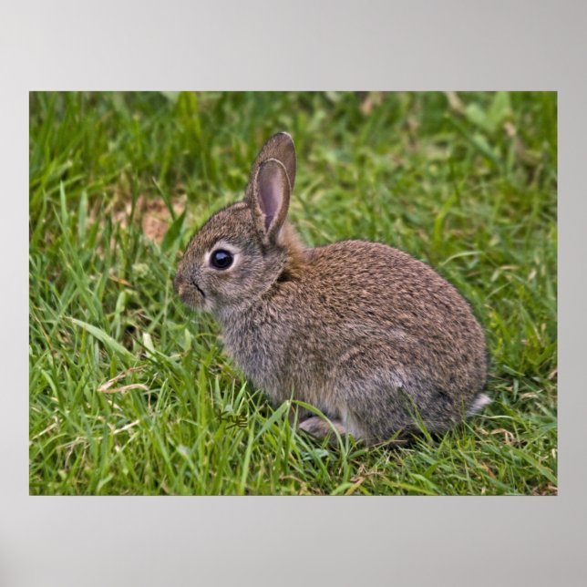 Baby Bunny Print Poster (Vorne)