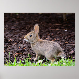 Baby Bunny Rabbit Poster
