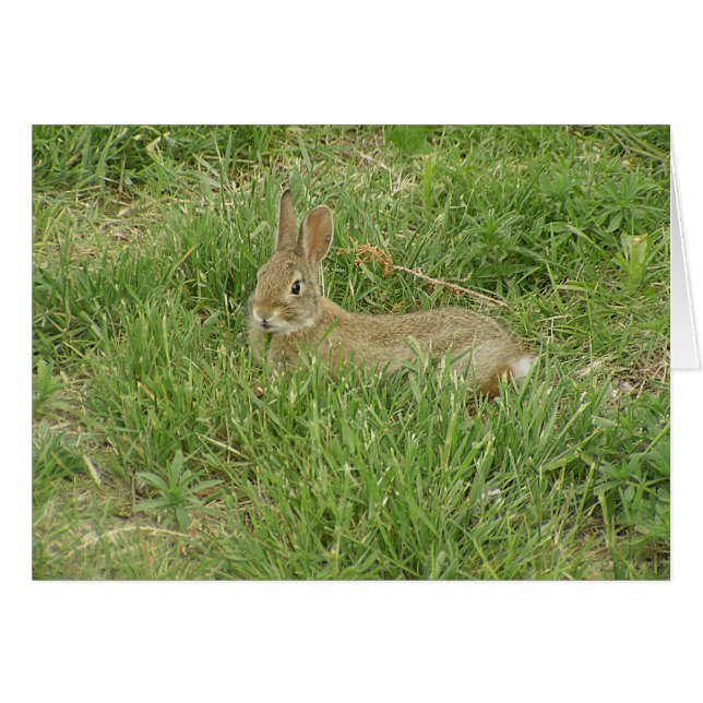 Baby Bunny Sentry (Vorderseite (Horizontal))