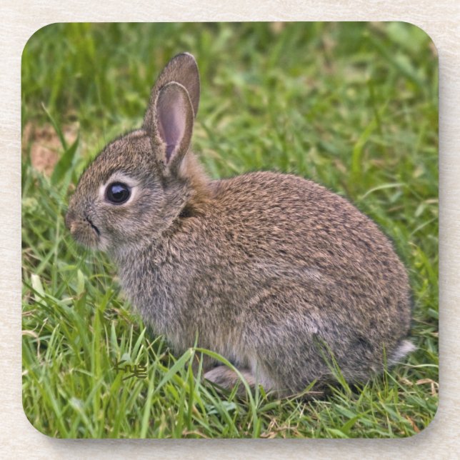 Baby Bunny Set von 6 Untersetzer (Vorderseite)