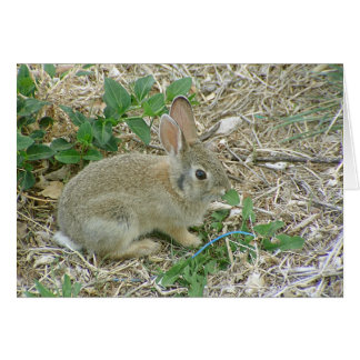 Baby Bunny und Leaf