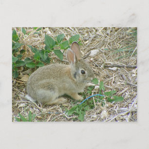 Baby Bunny und Leaf Postkarte