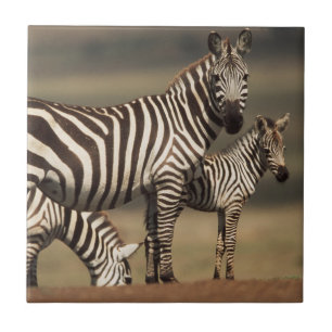 Baby Burchell-Zebra mit Mutter Fliese